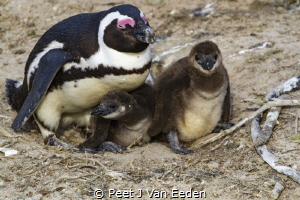 The Nursery

Penguin colony at the Boulders, Cape Penin... by Peet J Van Eeden 